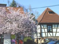 Hexenhaus mit Kirschbluten